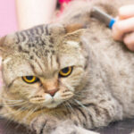Apa itu grooming kucing
